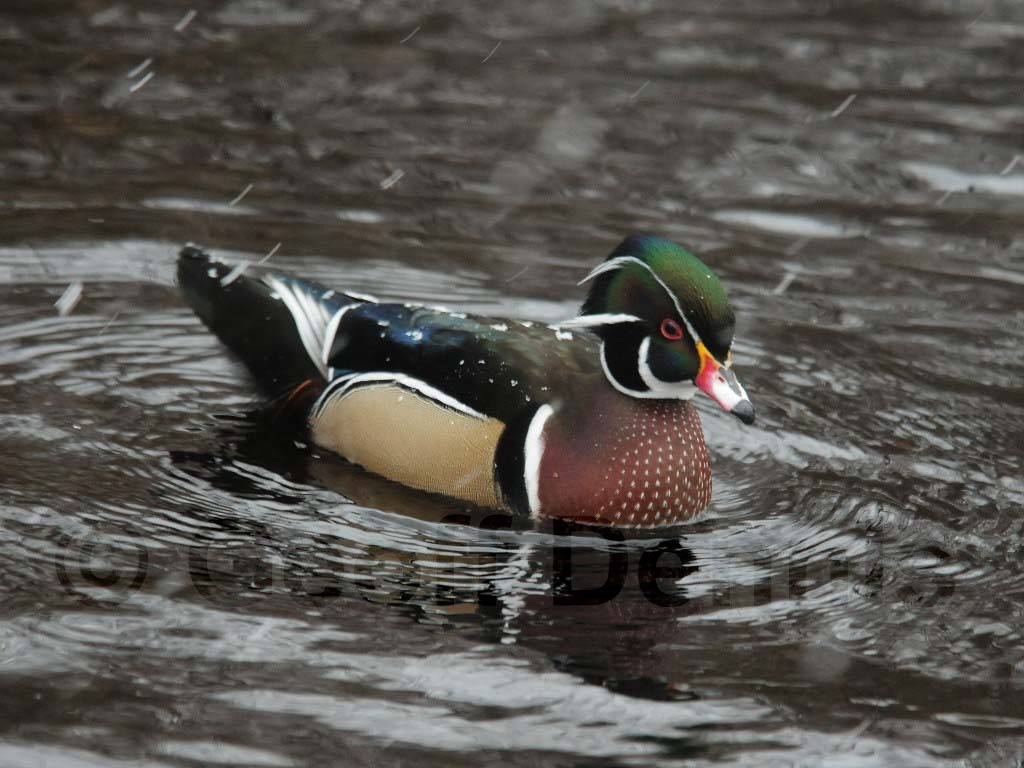 WODU-AA_Wood-Duck