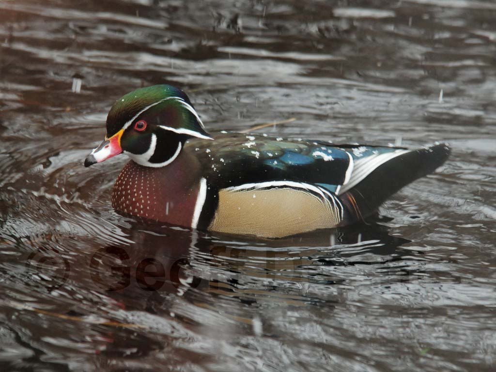 WODU-AB_Wood-Duck