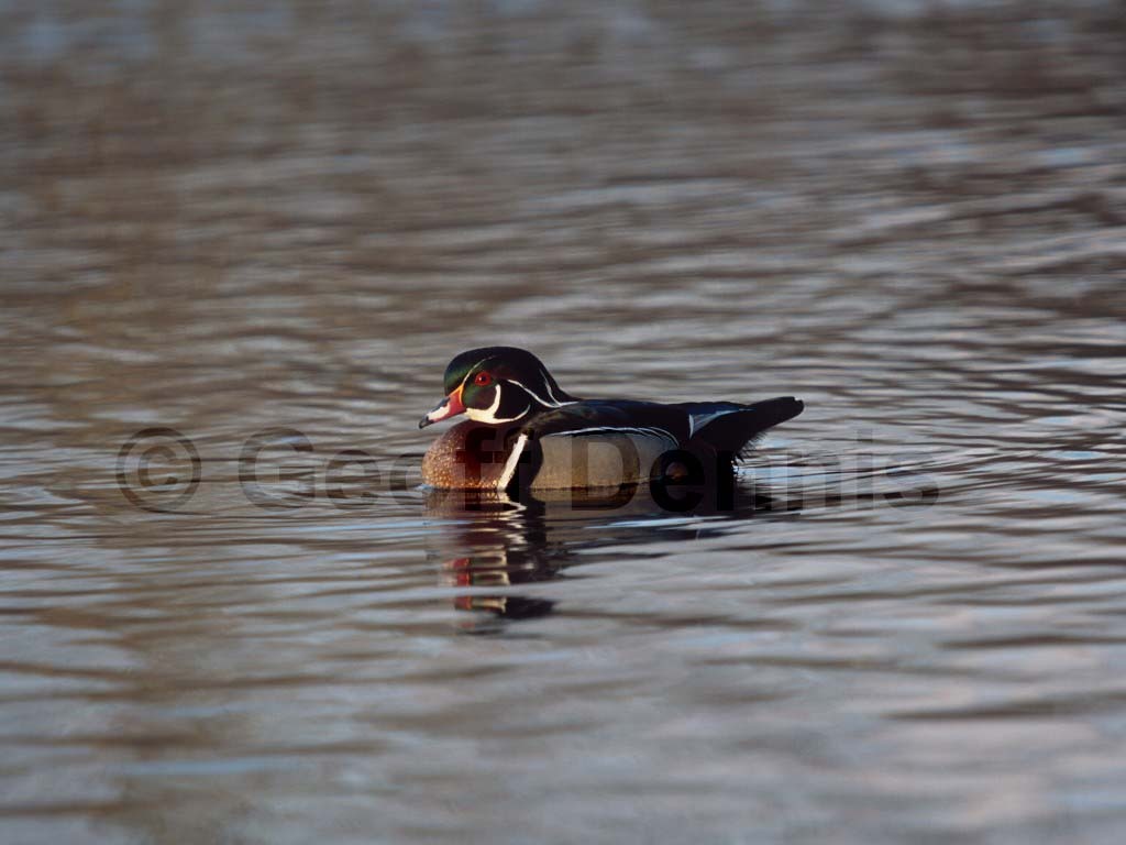 WODU-AC_Wood-Duck