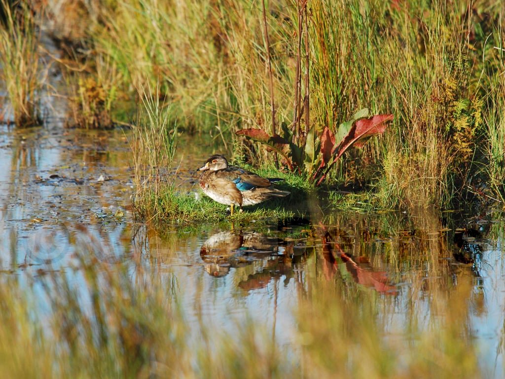 WODU-AD_Wood-Duck