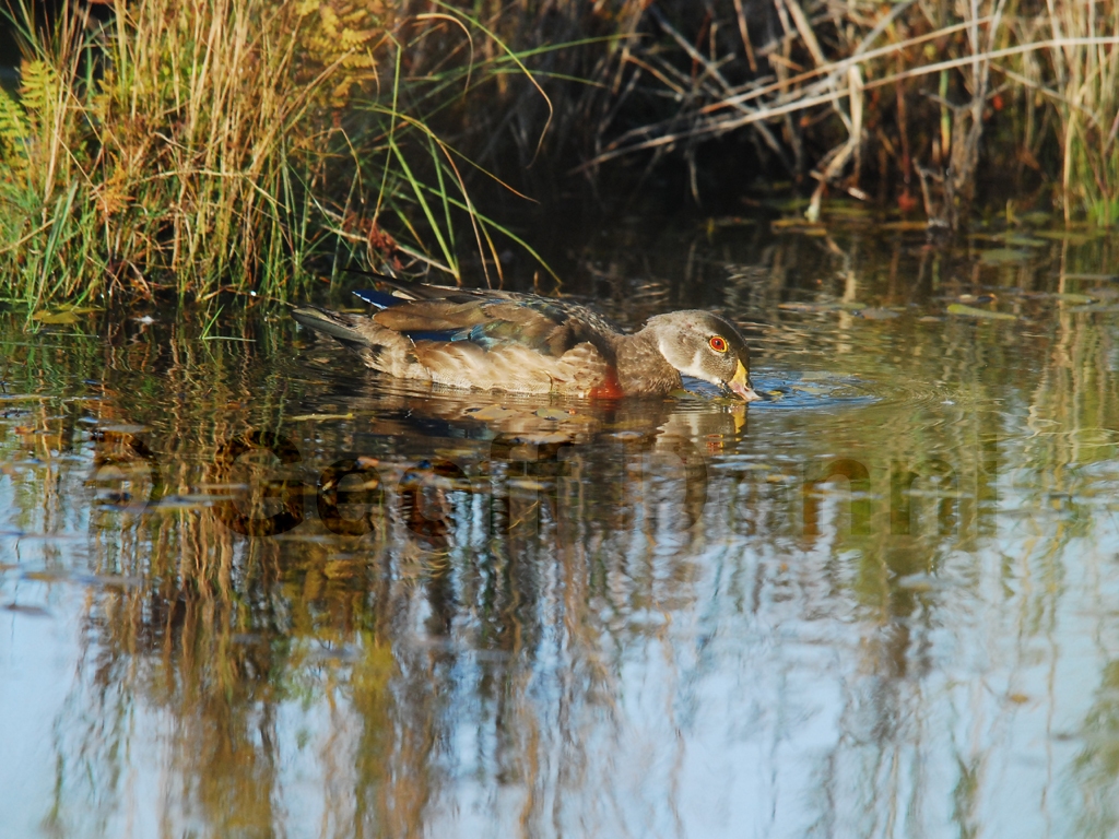 WODU-AE_Wood-Duck