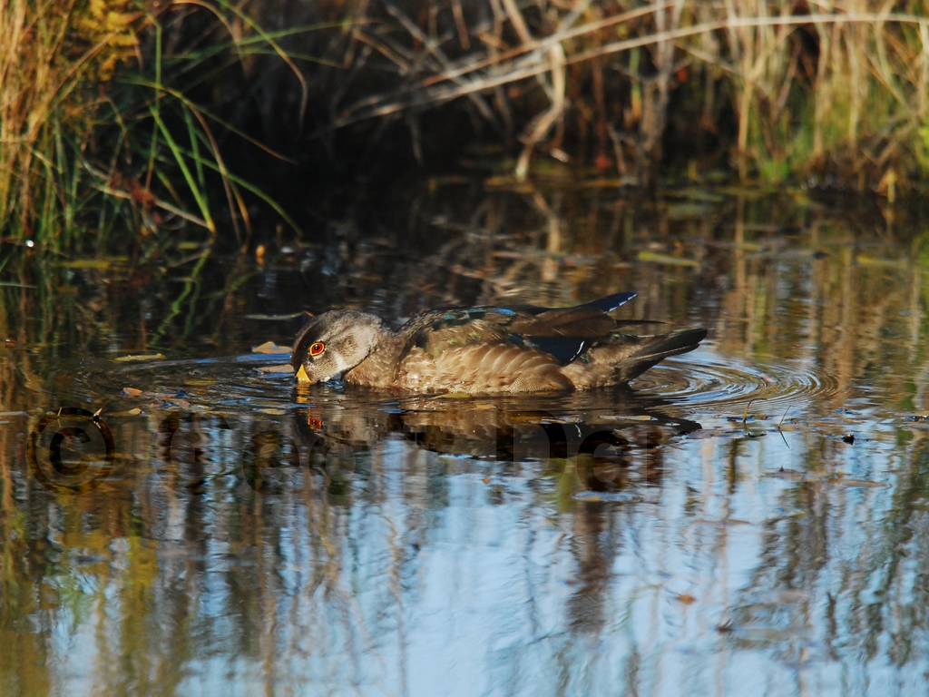 WODU-AF_Wood-Duck