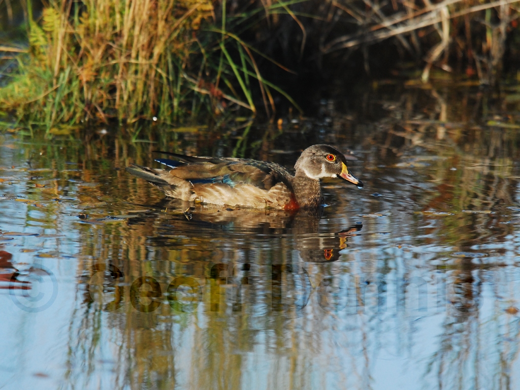 WODU-AG_Wood-Duck
