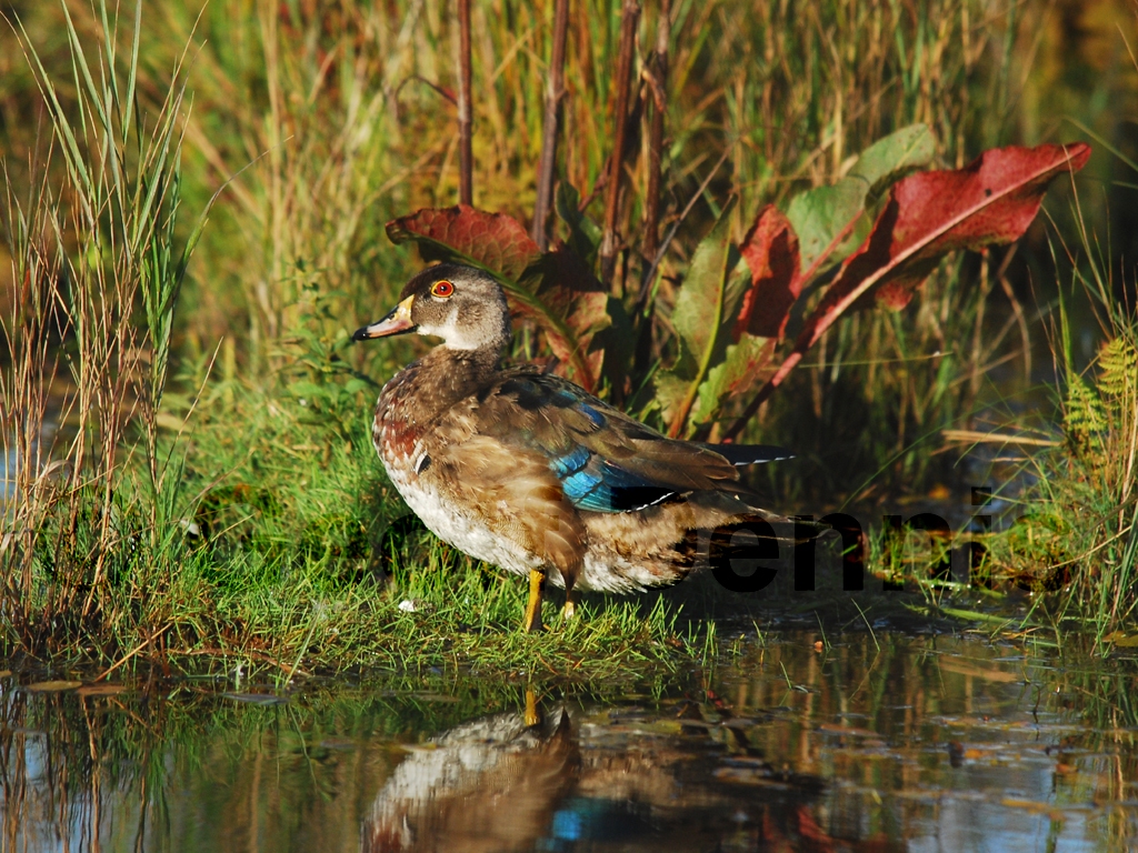 WODU-AH_Wood-Duck