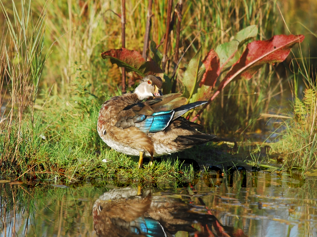 WODU-AI_Wood-Duck