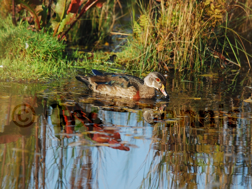 WODU-AJ_Wood-Duck
