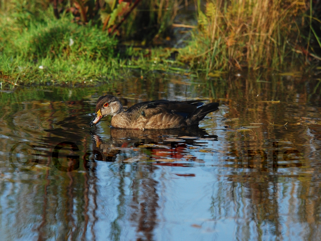 WODU-AK_Wood-Duck