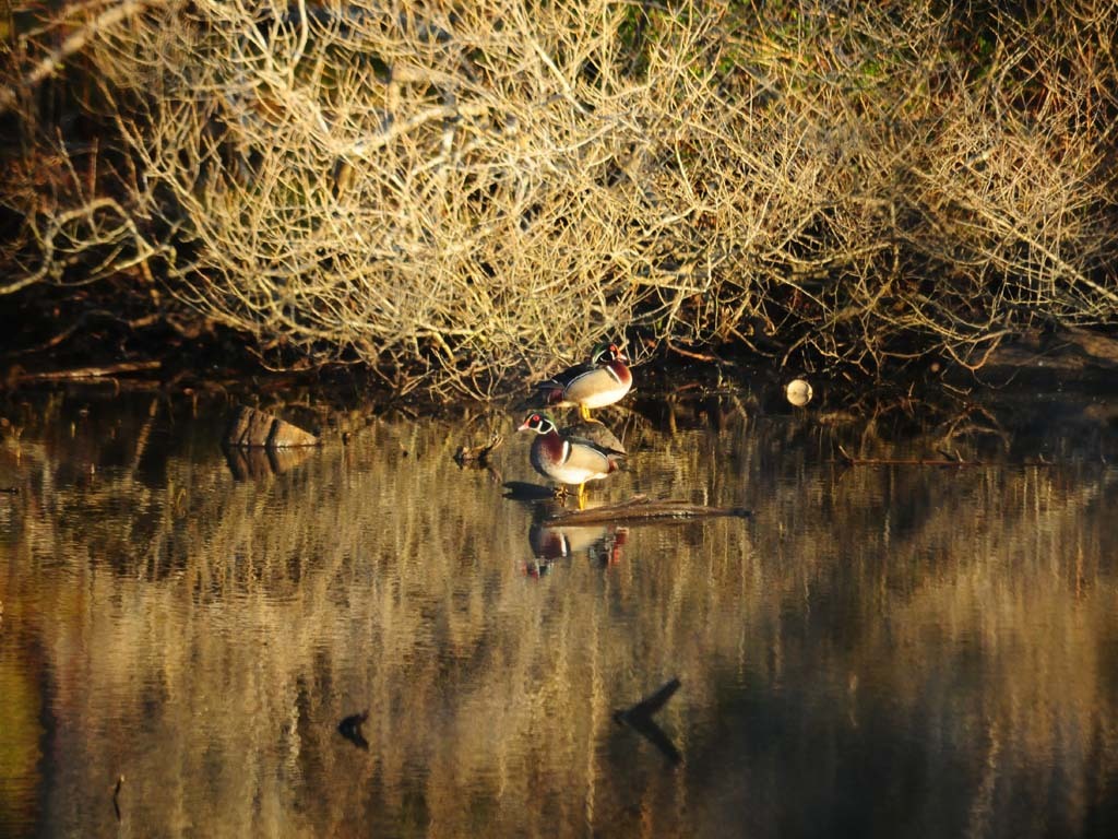 WODU-AL_Wood-Duck