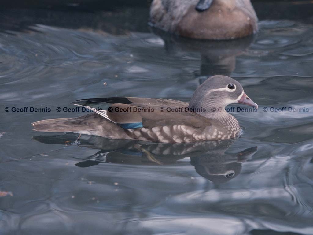 WODU-AM_Wood-Duck