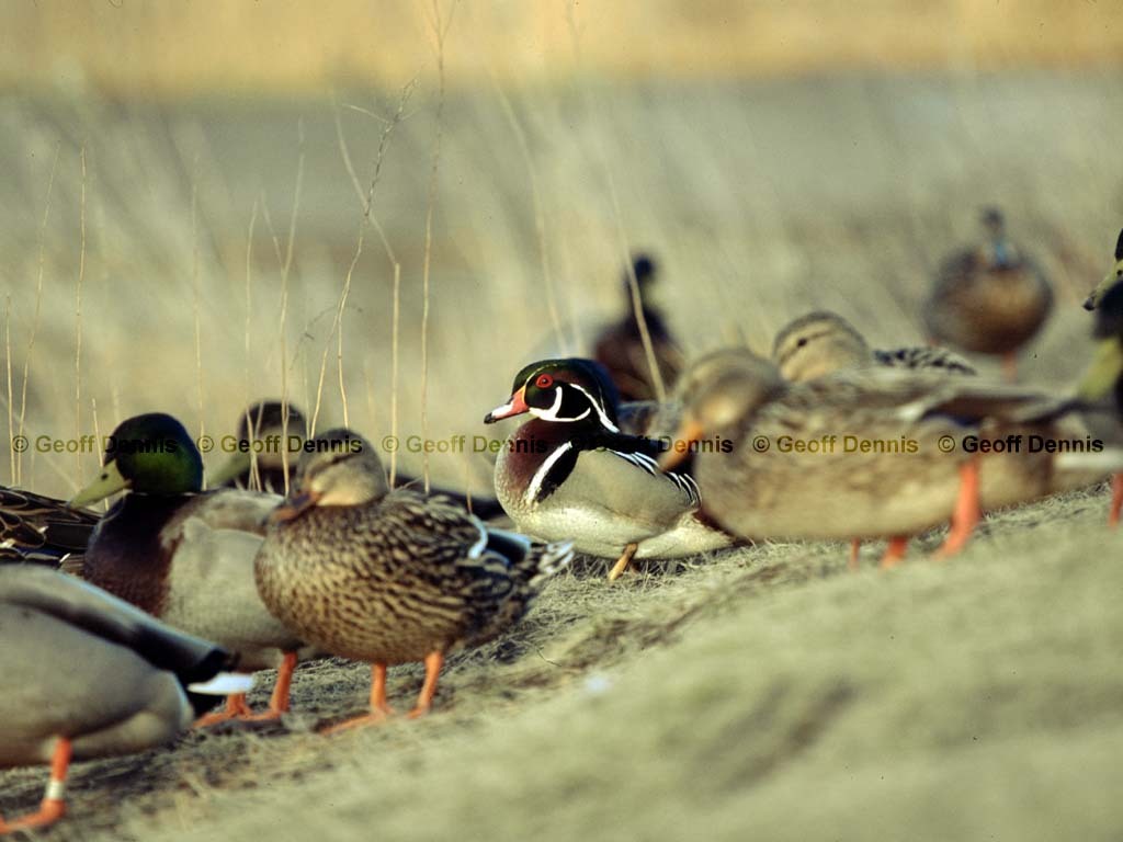 WODU-AN_Wood-Duck