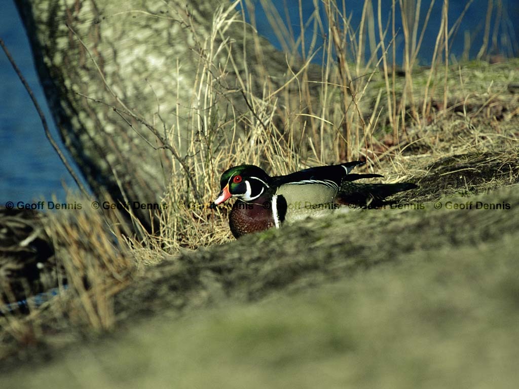 WODU-AO_Wood-Duck