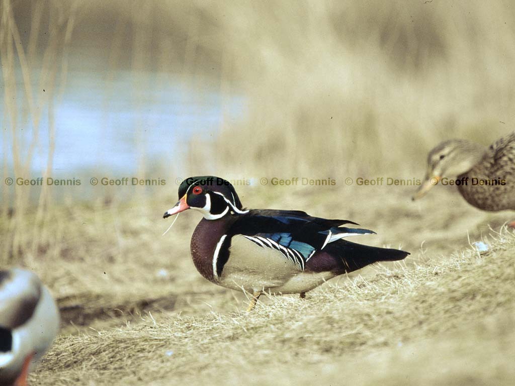 WODU-AP_Wood-Duck