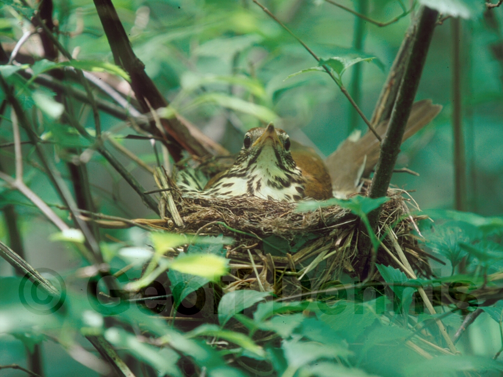 WOTH-AA_Wood-Thrush