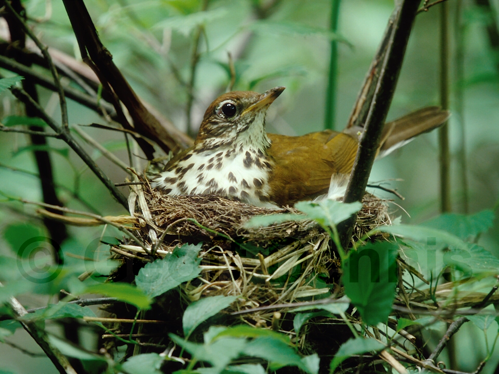 WOTH-AB_Wood-Thrush