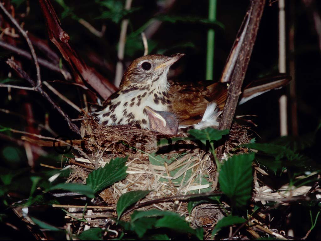 WOTH-AC_Wood-Thrush
