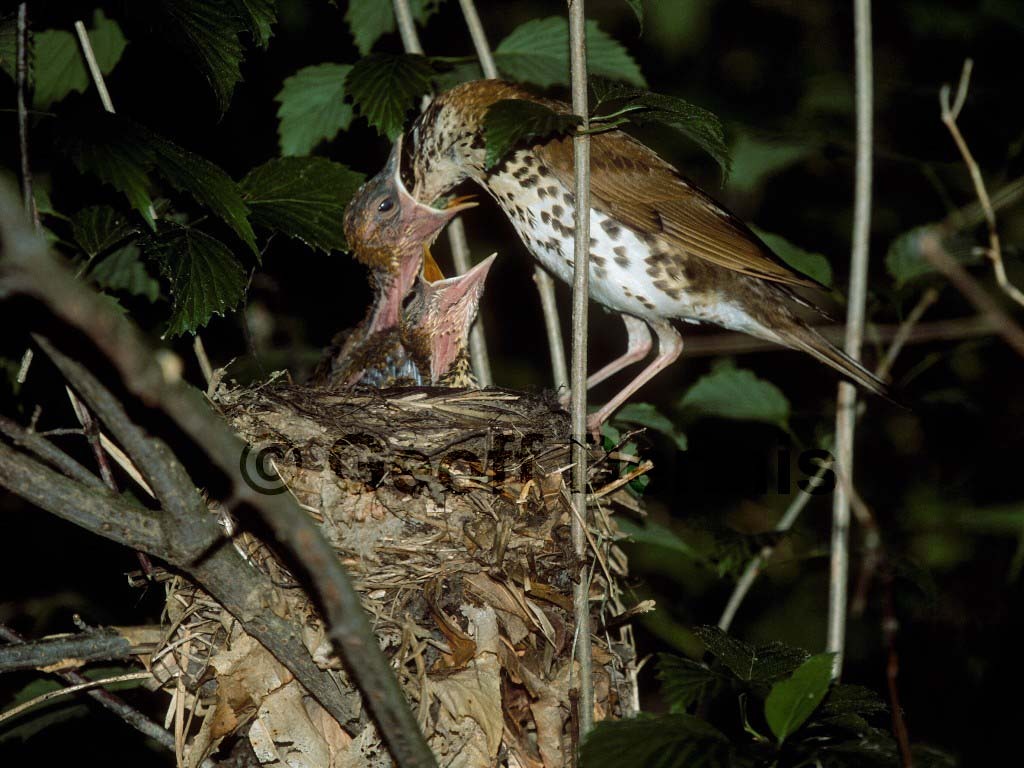 WOTH-AD_Wood-Thrush