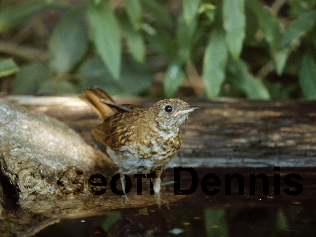 WOTH-AE_Wood-Thrush