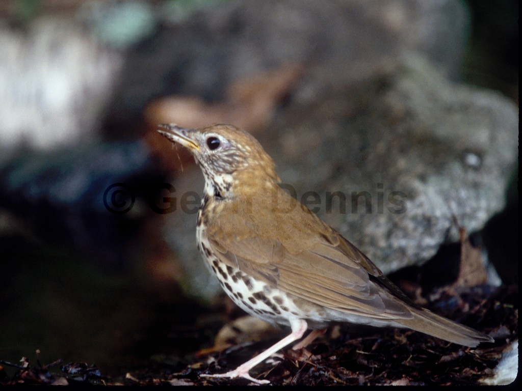 WOTH-AF_Wood-Thrush