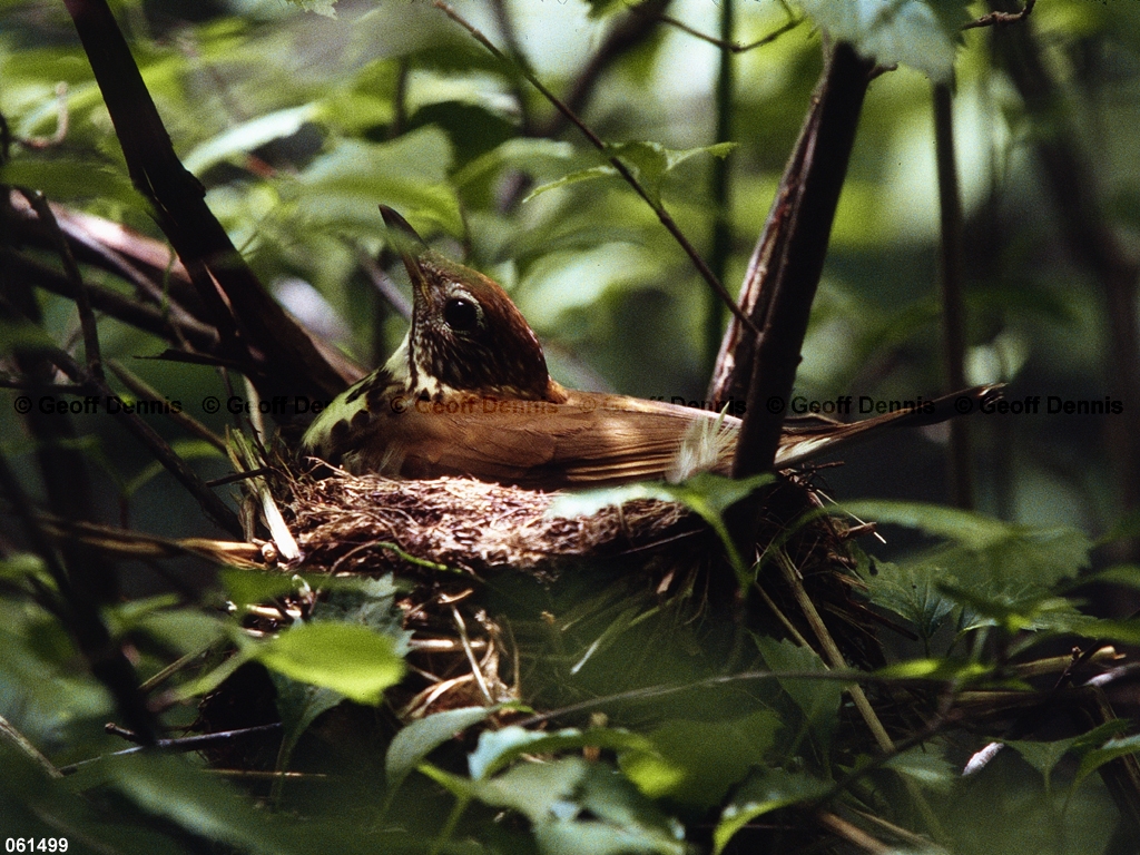 WOTH-AG_Wood-Thrush