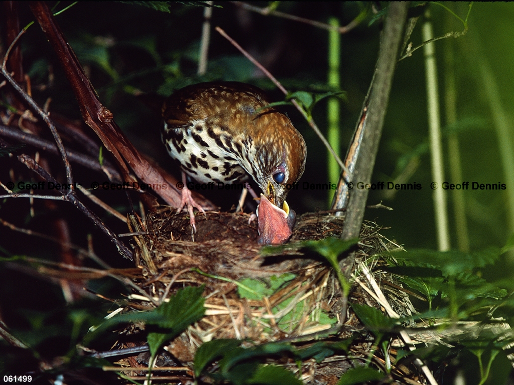 WOTH-AH_Wood-Thrush