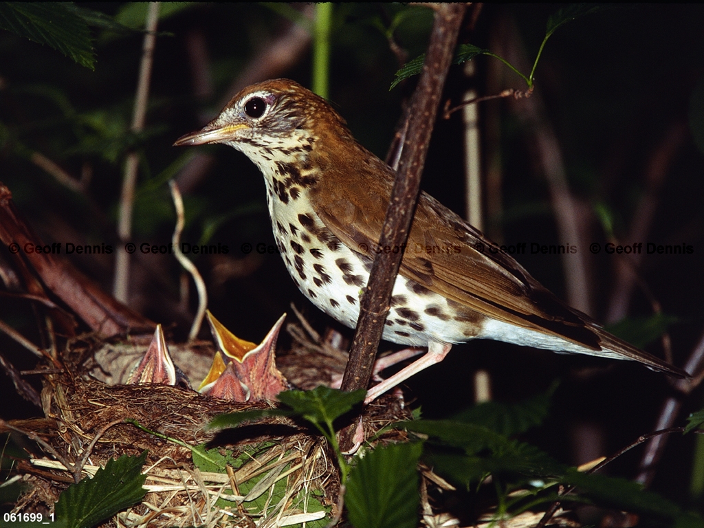 WOTH-AI_Wood-Thrush