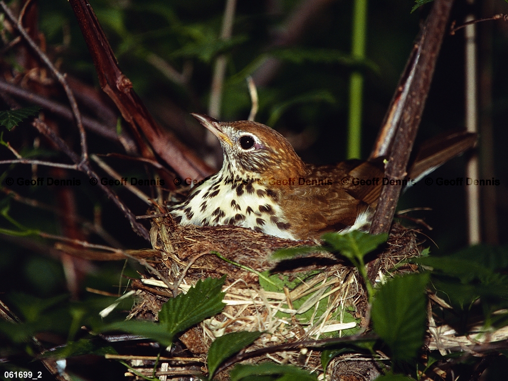 WOTH-AJ_Wood-Thrush