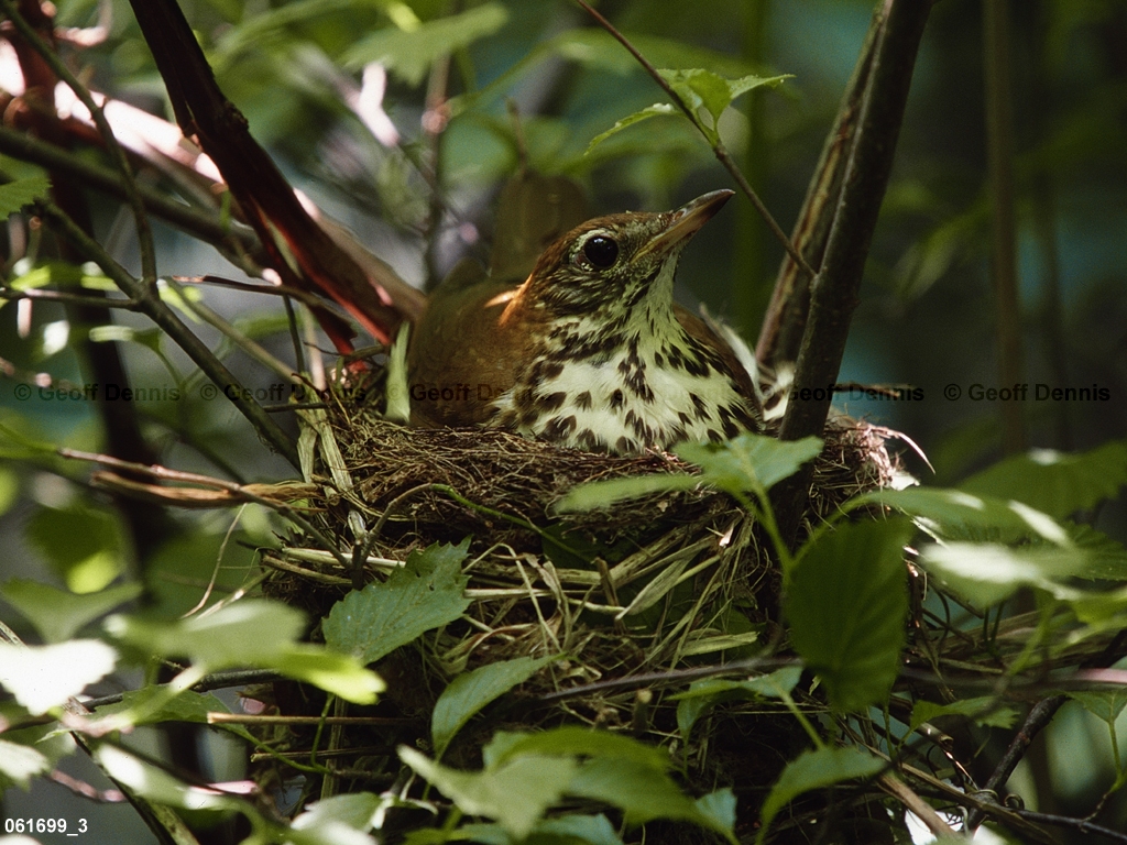 WOTH-AK_Wood-Thrush