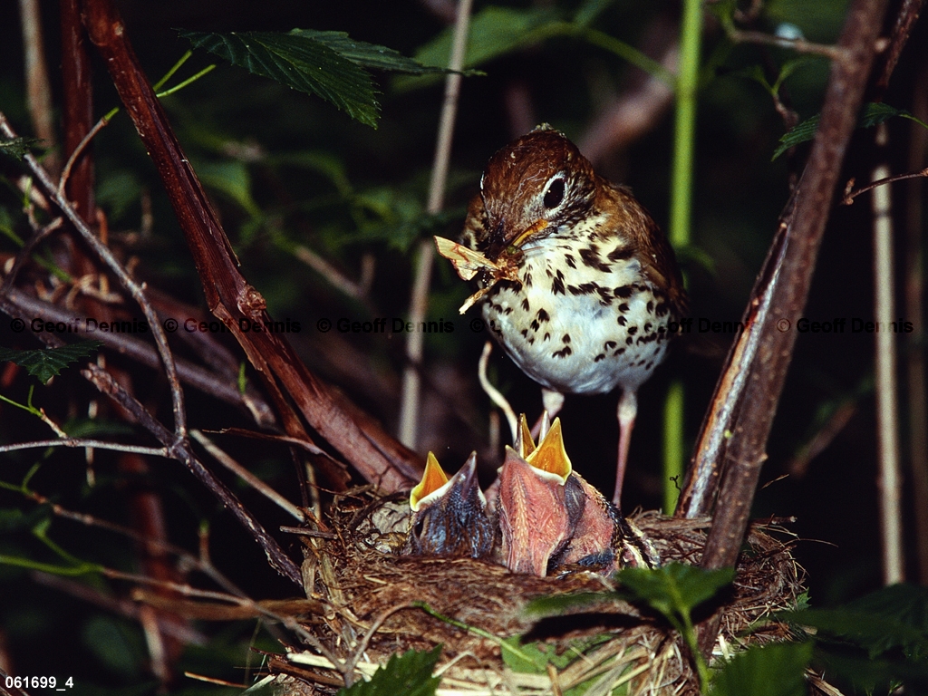 WOTH-AL_Wood-Thrush