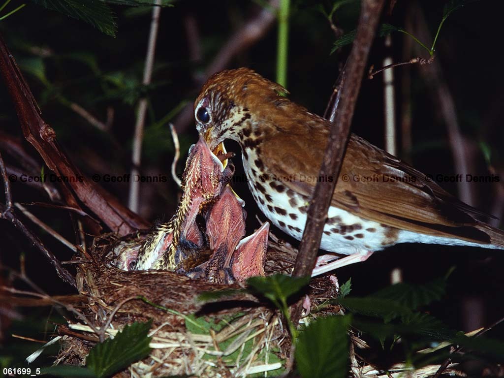 WOTH-AM_Wood-Thrush