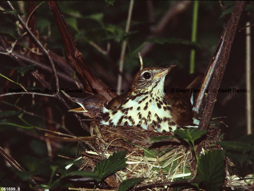 WOTH-AN_Wood-Thrush