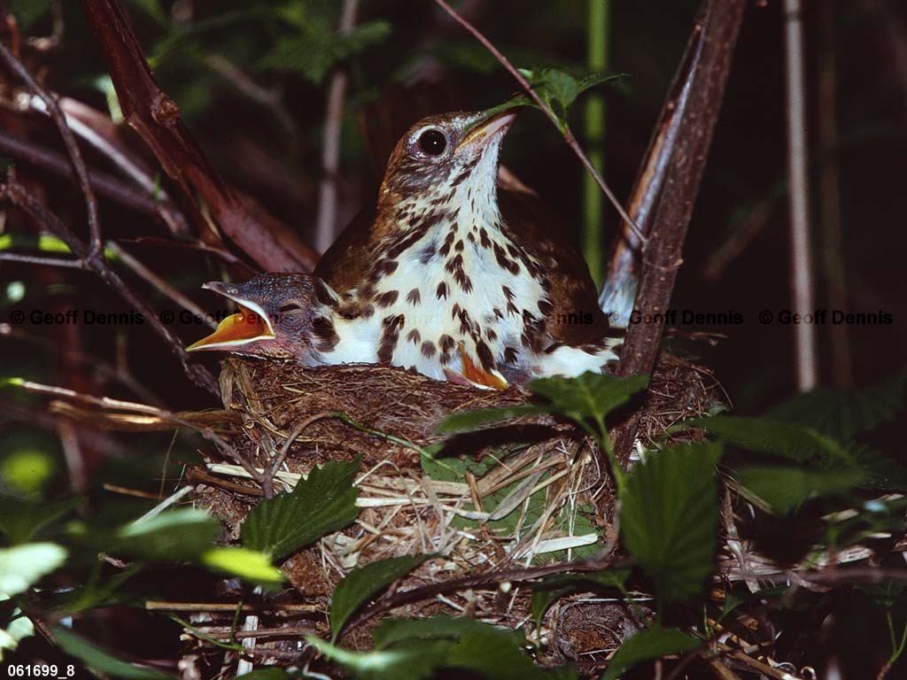 WOTH-AO_Wood-Thrush