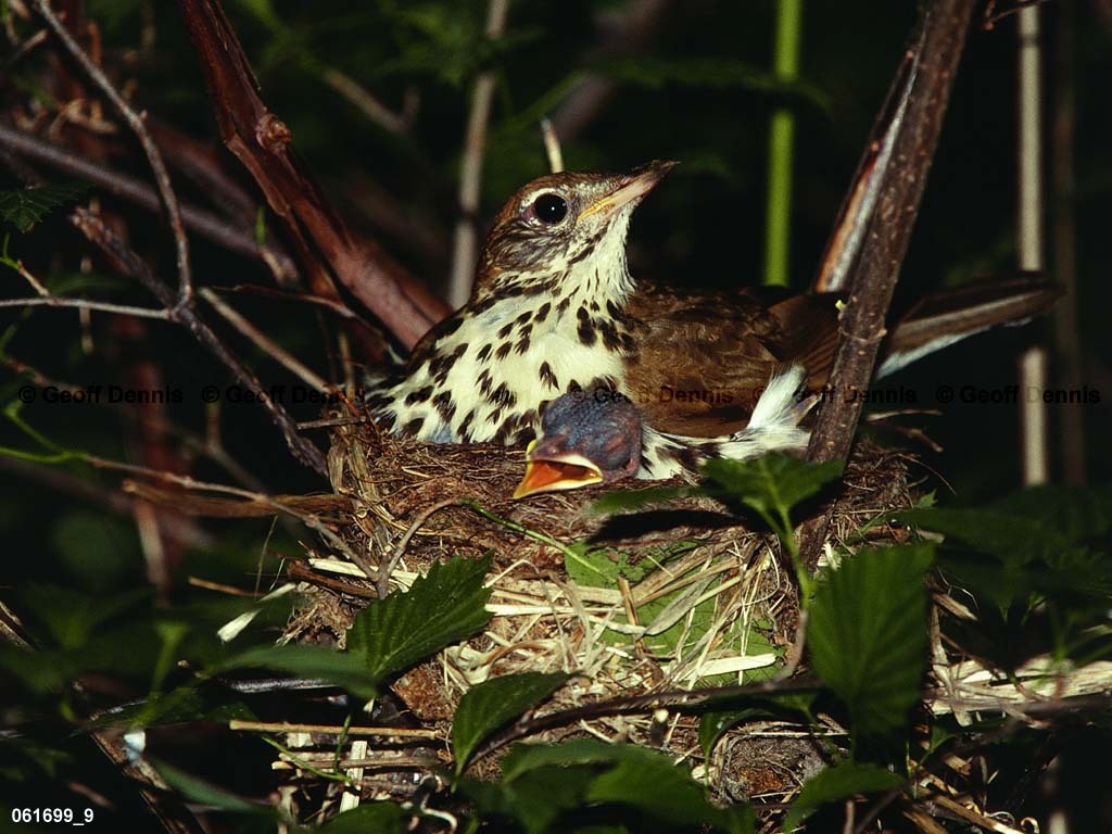 WOTH-AP_Wood-Thrush