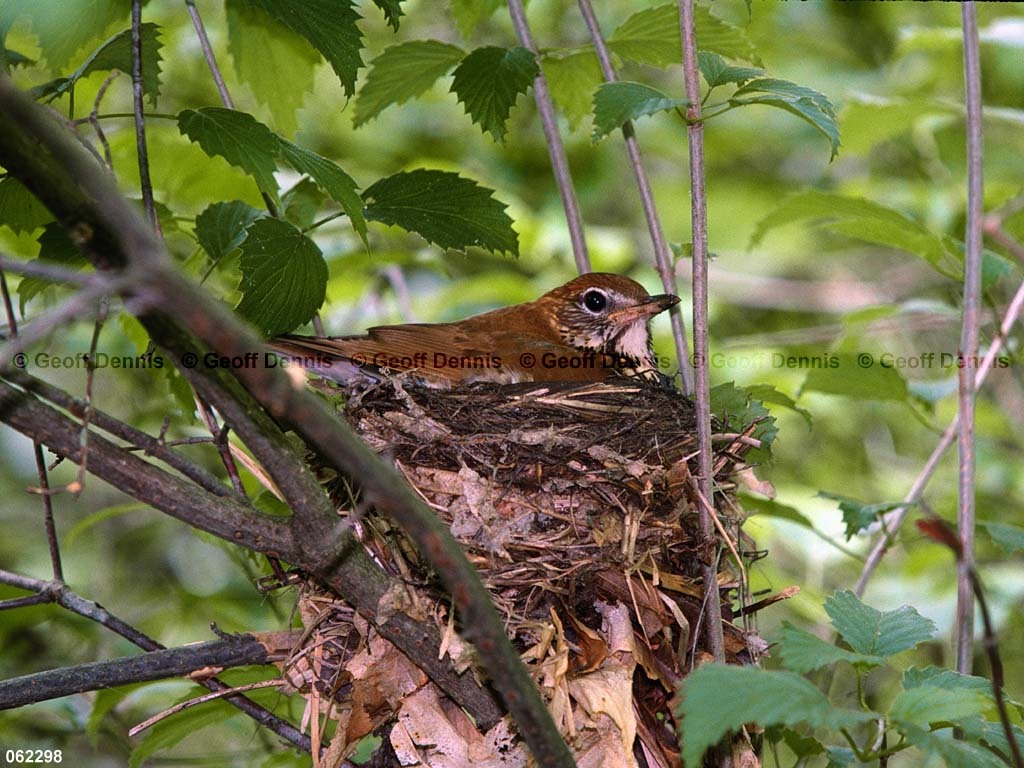 WOTH-AQ_Wood-Thrush