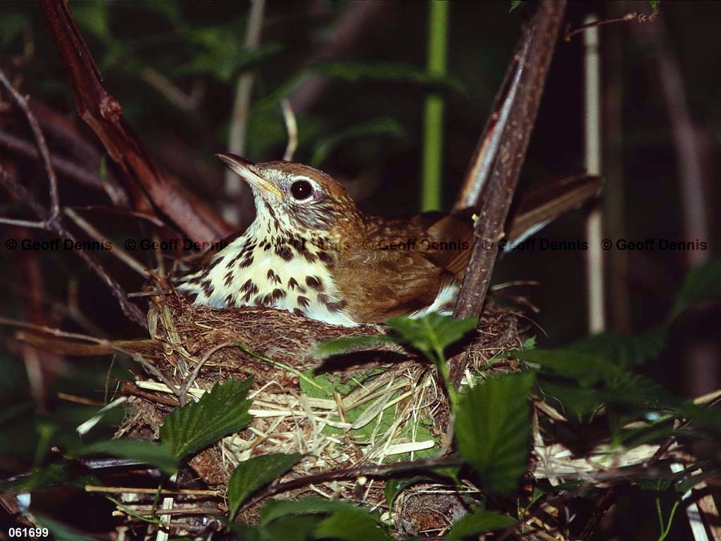 WOTH-AR_Wood-Thrush