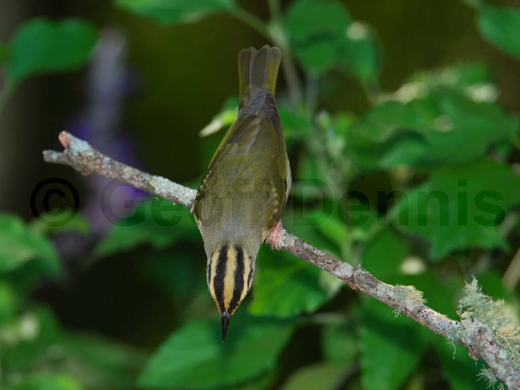 WOWA-AA_Worm-eating-Warbler