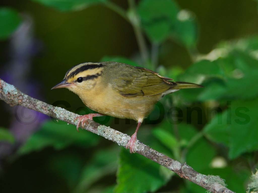 WOWA-AB_Worm-eating-Warbler