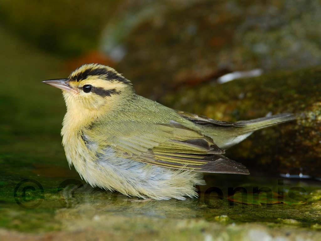 WOWA-AC_Worm-eating-Warbler