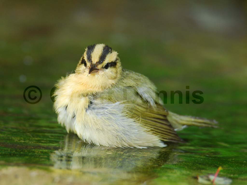 WOWA-AD_Worm-eating-Warbler
