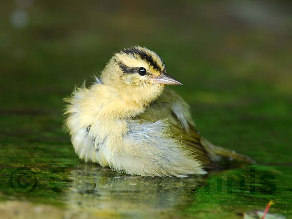 WOWA-AE_Worm-eating-Warbler