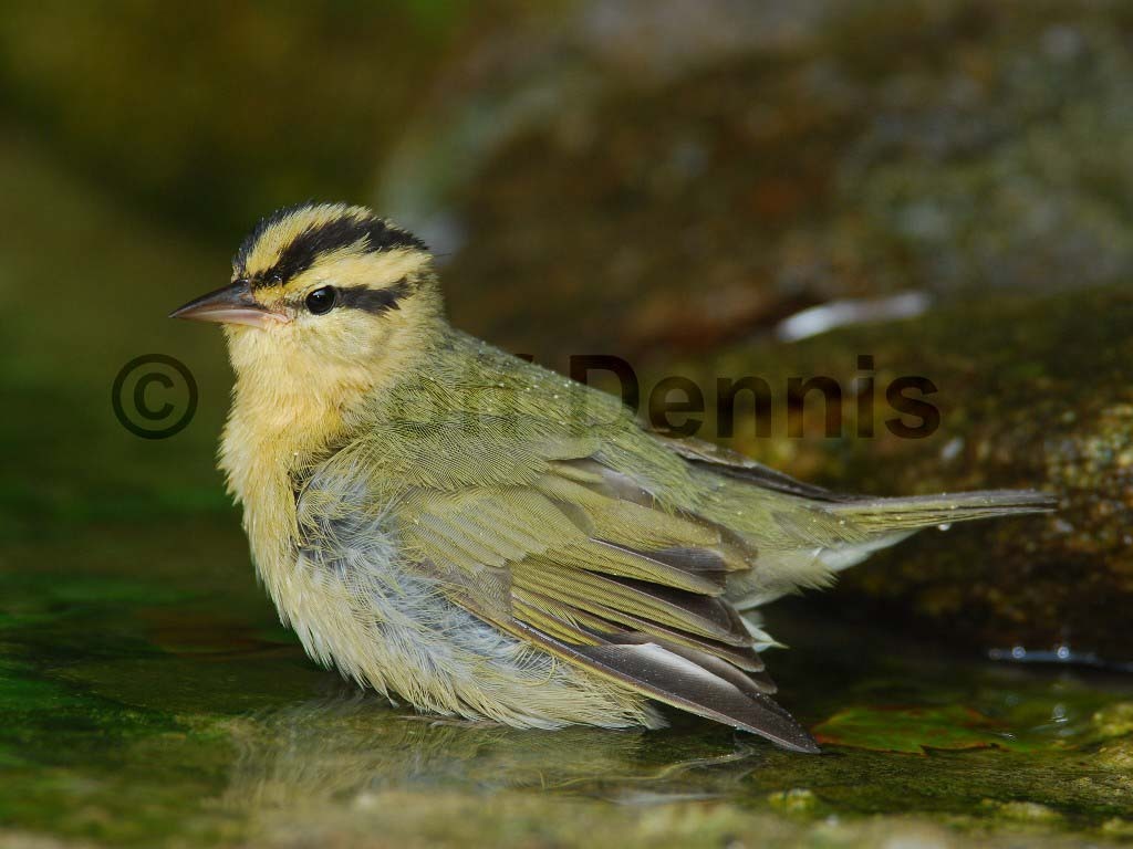 WOWA-AG_Worm-eating-Warbler