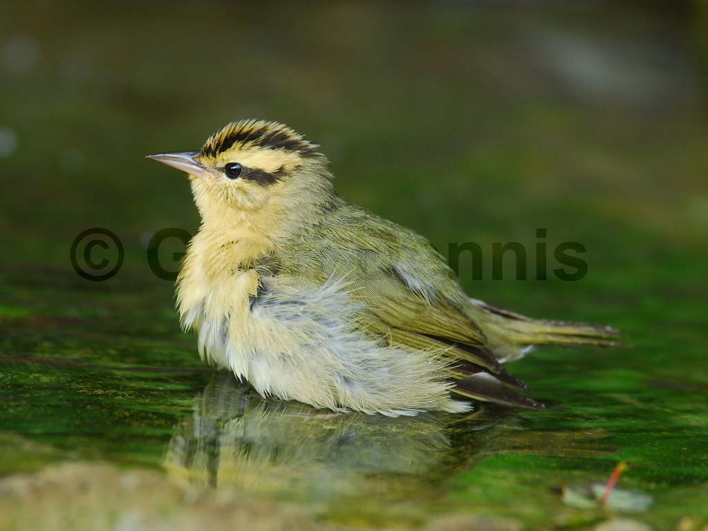 WOWA-AH_Worm-eating-Warbler