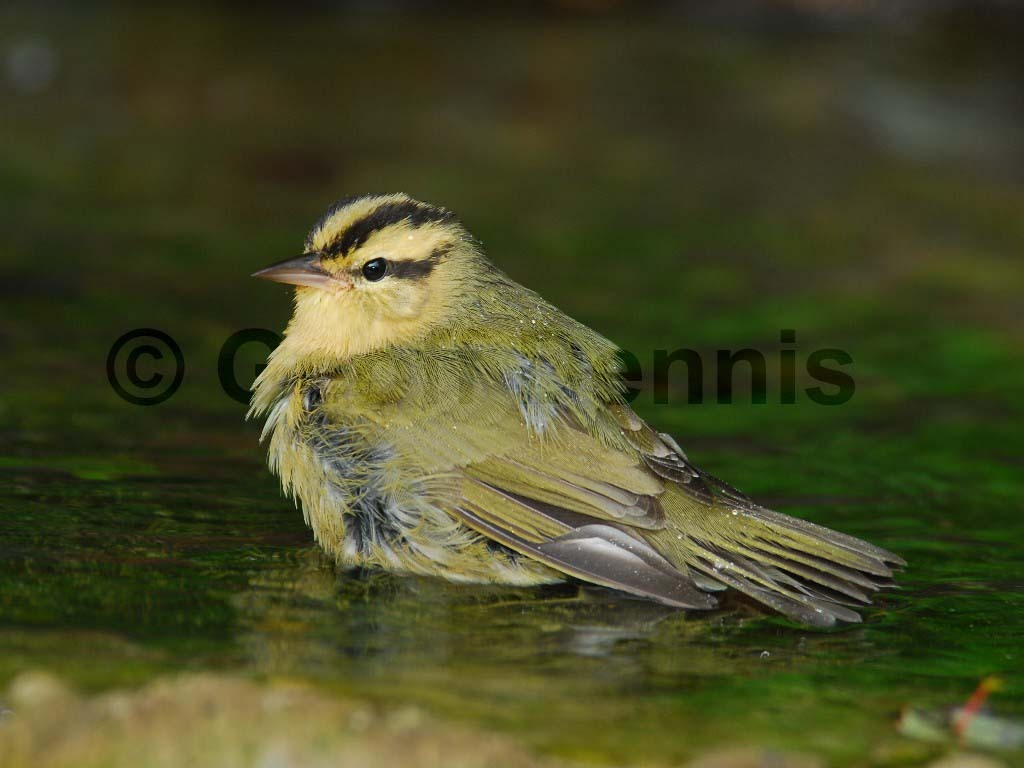 WOWA-AI_Worm-eating-Warbler