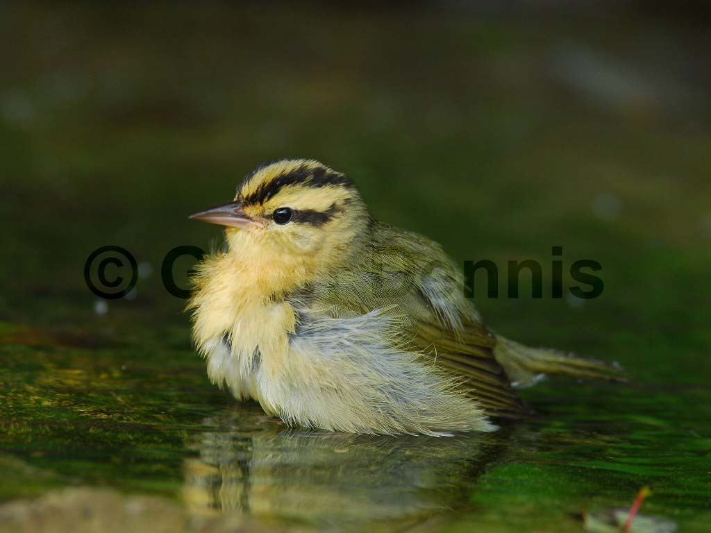 WOWA-AJ_Worm-eating-Warbler