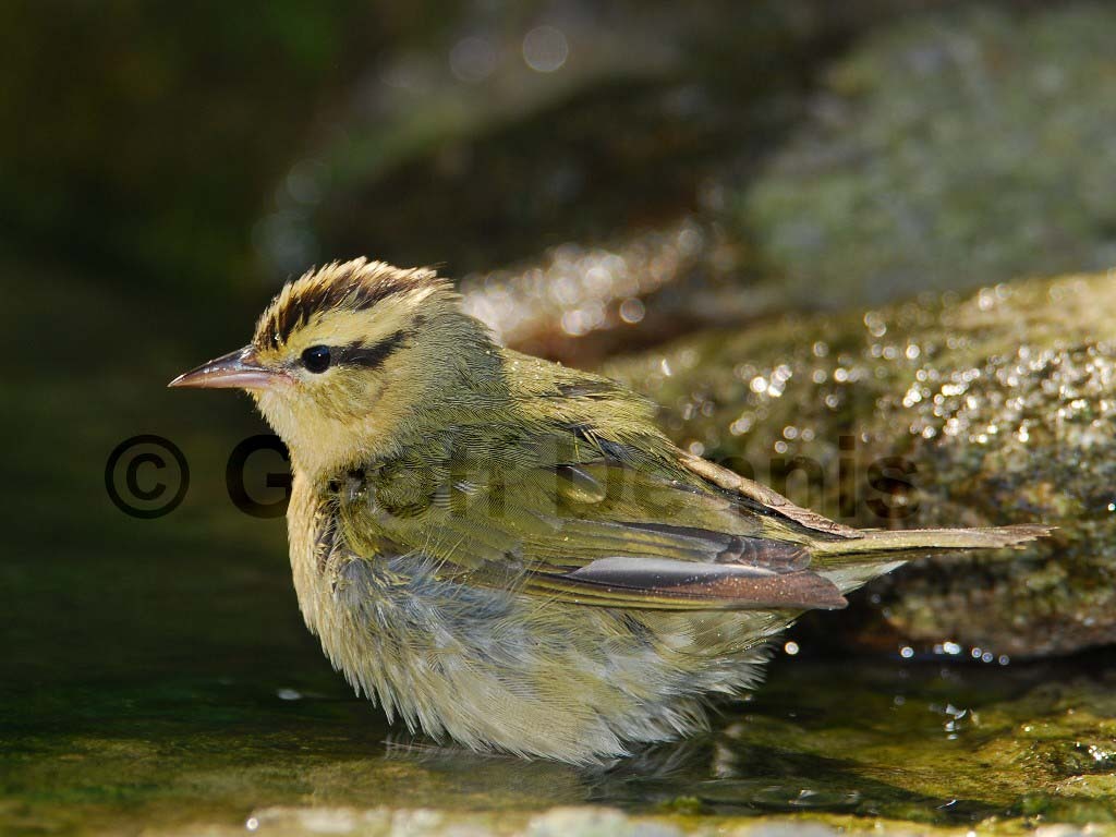 WOWA-AK_Worm-eating-Warbler