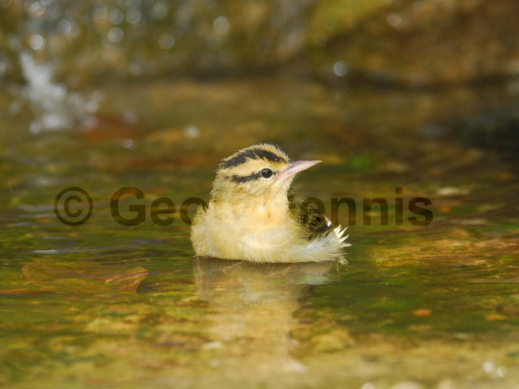 WOWA-AL_Worm-eating-Warbler