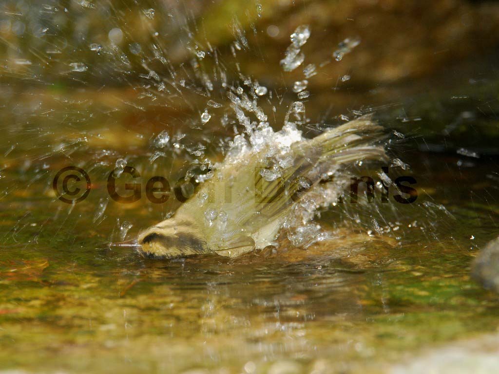 WOWA-AM_Worm-eating-Warbler