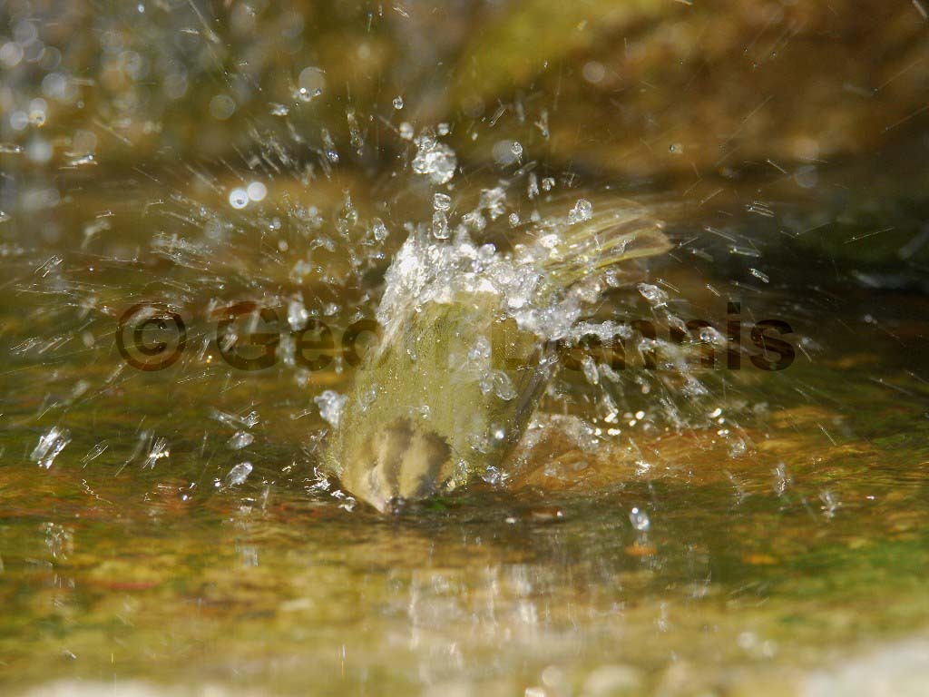 WOWA-AN_Worm-eating-Warbler