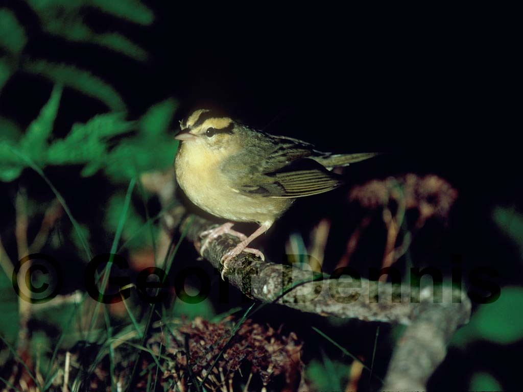WOWA-AO_Worm-eating-Warbler
