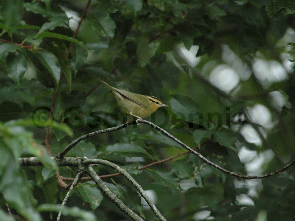 WOWA-AP_Worm-eating-Warbler