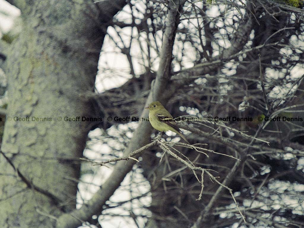 YBFL-AA_Yellow-bellied-Flycatcher